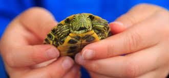 What best in show pet resort is doing for your pets? Pet Reptiles And Salmonella Risk Why You Shouldn T Own A Pet Turtle
