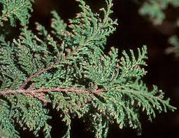 Image result for Chamaecrista plumosa