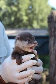 New Otter Pups At Australia S Taronga Zoo The Daily Otter Cute Animals Baby Animals Pictures Cute Baby Animals