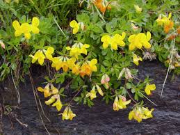 Image result for Eriosema lebrunii