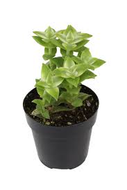 Image result for Crassula alticola