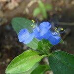 Image result for Commelina latifolia