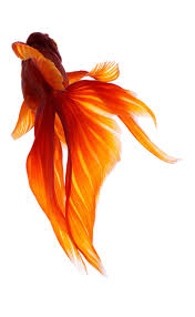 Japanese Goldfish Photo By Osamu Yamazaki Japanese Goldfish Goldfish Art Beautiful Fish