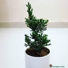 Buy Online Bonsai Tree Seed Gardening Accessories Nursery Items From Bonayon Com Dhaka Bangladesh Indoor Plant