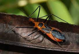 They are a member of the bed bug insect family. Milkweed Assassin Bug Adult And Nymph What S That Bug