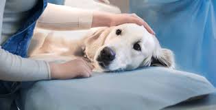 That was also the cost of a loaf of bread. Dog Spaying And Neutering Park Road Veterinary Clinic