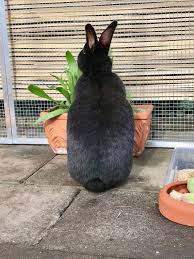 Kaninchen haben einen dünnwandigen magen und einen langen darm, der nur eine geringe peristaltik aufweist. Kaninchen Im Garten Frau Pratolina Frau Pratolina