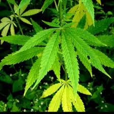 Image result for Cannabaceae