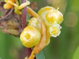 Image result for Cuscuta australis