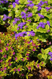 Image result for Cuphea hyssopifolia