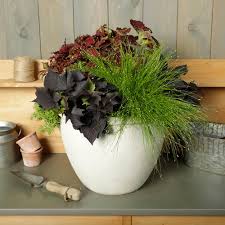We did not find results for: Graceful Grasses Fiber Optic Grass Isolepsis Scirpus Cernus Proven Winners