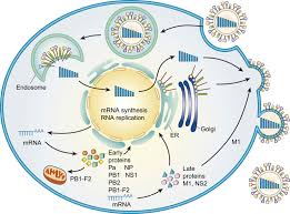 Thus, we prefer the model with delay and below. Orthomyxoviridae Veterian Key