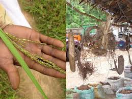 Image result for Pleioceras gilletii