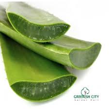 Welcome to aloevera.com, your source for looking, feeling and living healthy the natural way with aloe vera. Gnc Indoor Outdoor Aloe Vera Plant Pokok Daun Lidah BuayaèŠ¦èŸ Gardenmart4u Com