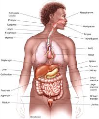 These tissues that make up the structure in turn are made up of specialized cells. Major Internal Organs Carlson Stock Art