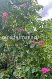 Image result for Lagerstroemia speciosa