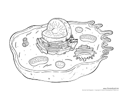Check spelling or type a new query. Animal Cell Diagram Not Labeled Tim S Printables