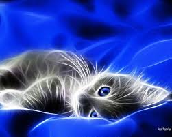 Download 3d Wallpaper Pdf Hd 3d Wallpaper Pdf Hd Download Download Download 3d Wallpaper Pdf Hd From The Above Displ Kitten Wallpaper Cats Cat Wallpaper