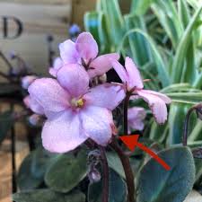 Image result for Saintpauliopsis