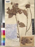 Image result for Monotes engleri