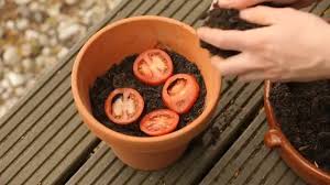 Tomaten Pflanzen Etwas Erde Kommt In Einen Topf Die Tomatenscheiben Oben Drauf Und Dann Mit Noch Etwas Erde Bedecke Tomaten Pflanzen Garten Pflanzen Pflanzen