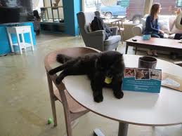 Welcome to the online home of the black cat cafe in ruddington. Behold America S One And Only Cat Cafe Cat Cafe Animal League Cafe Nyc