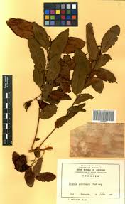 Image result for Bridelia scleroneura