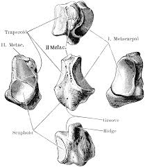 Image result for Trapezoid Bone