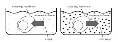 Cells in all living things have an outer layer known as the cell membrane. 2