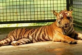 Animasi harimau gerak berjalan 06. Paling Populer 17 Gambar Harimau Sumatera Memang Tak Dipungkiri Perburuan Harimau Menjadi Faktor Utama Kepunahan Satwa In Konservasi Menggambar Harimau Hewan