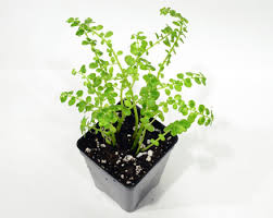 Image result for Pilea tetraphylla