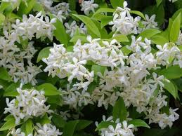 10 Fleurs Qui Poussent Presque Sans Eau Parterres De Fleurs Parterre De Fleurs Jardins