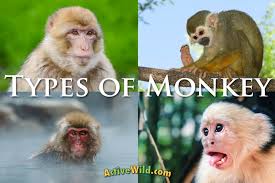 Maybe you would like to learn more about one of these? Types Of Monkey With Pictures Facts Monkey Groups Species