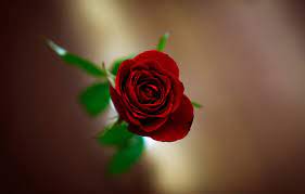 Miscellaneous a single red rose picture nr 16085. Wallpaper Flower Flowers Background Wallpaper Blur Wallpaper Red Rose Flower Widescreen Background Full Screen Hd Wallpapers Flower Widescreen Images For Desktop Section Cvety Download