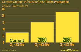 Pollen Season 2019 Why Allergies Get Worse Every Year Vox