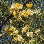 Image result for Senna petersiana