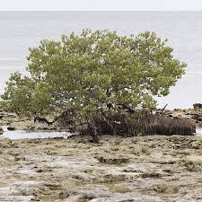 Image result for Avicenniaceae