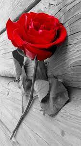 Iphone 6 Wallpaper Red Roses Wallpaper Rose Wallpaper Iphone 6s Wallpaper Rose Gold