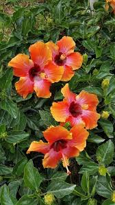 Pin On Hibiscus 1