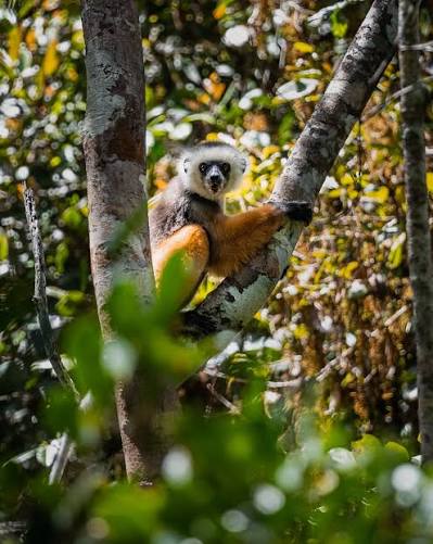 This months #speciesspotlight is the diademed sifaka (Propithecus diadema)  - one of the most unique looking lemurs! They are the largest of the sifakas,  and the second largest of all #lemurs, second