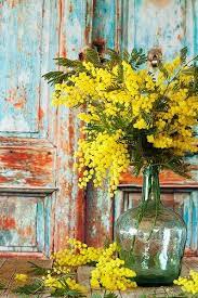 Mimosas Flower Painting Mimosa Flower Beautiful Flowers