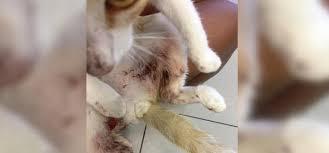 Vous vous posez des questions sur l'âge des chats ? Maltraitance Animale Elle Retrouve Son Chaton Blesse Par Des Hamecons