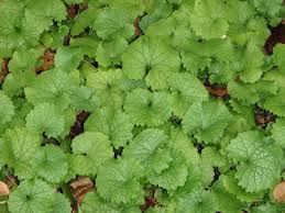 We did not find results for: Terrestrial Invasive Species Calumet County Wi Official Website