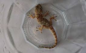 Maybe you would like to learn more about one of these? Bordeaux Mais Quel Est Ce Gros Lezard Jaune Observe A La Bastide
