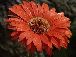Image result for Gerbera viridifolia