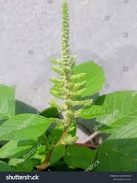 Image result for Amaranthus viridis