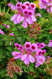Image result for Pelargonium graveolens