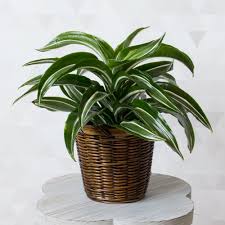 It is a shorter dracaena that matures to a height of only 4 feet tall. Dracaena Jade Jewel White Flower Farm