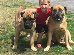 View the 716 area code map in new york. Jamco Dog Boarding And Training Center About Facebook