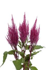 Image result for Celosia elegantissima